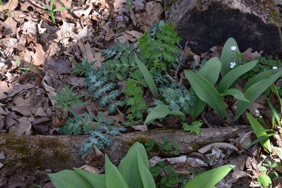 Hydrophyllum macrophyllum, photographed by vrschmalhofer