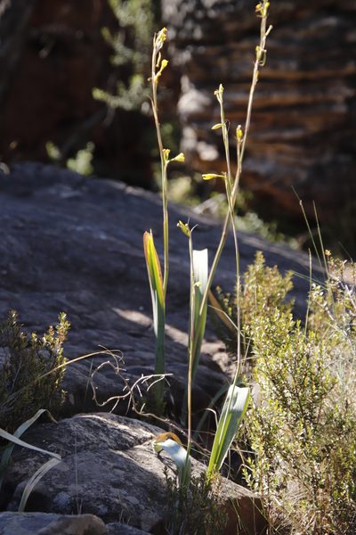 Moraea marlothii, photographed by Tony Rebelo
