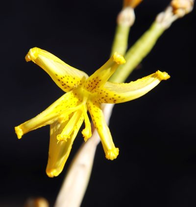 Moraea marlothii, photographed by Tony Rebelo
