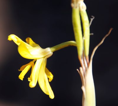Moraea marlothii, photographed by Tony Rebelo