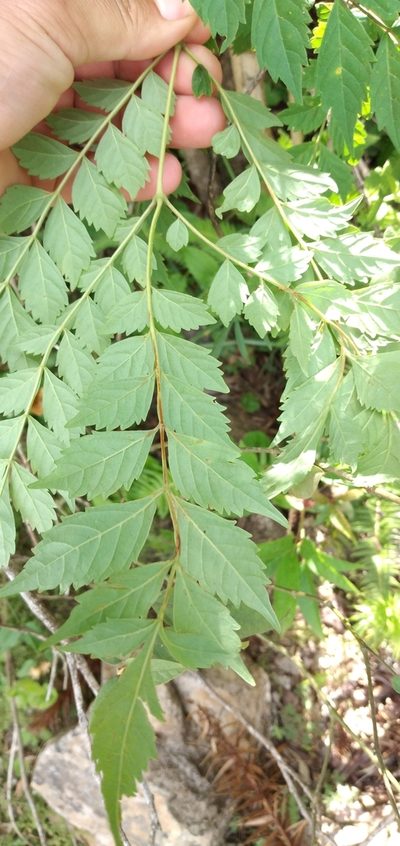 Jacaranda puberula, photographed by Edson Luis Fabro Gasperin