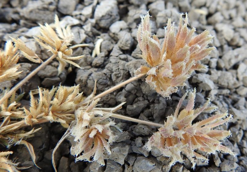 Eragrostis reptans, photographed by saltyhiker