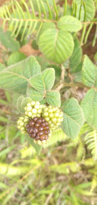 Rubus neobrasiliensis, photographed by Edson Luis Fabro Gasperin