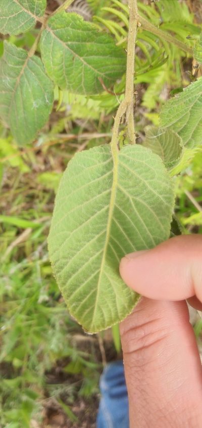 Rubus neobrasiliensis, photographed by Edson Luis Fabro Gasperin
