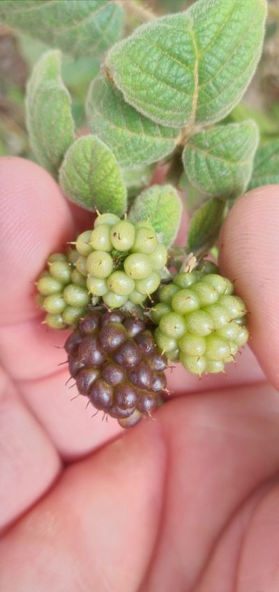 Rubus neobrasiliensis, photographed by Edson Luis Fabro Gasperin