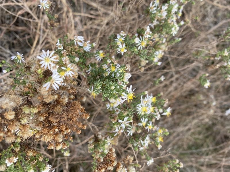 Symphyotrichum ericoides, photographed by Brand R
