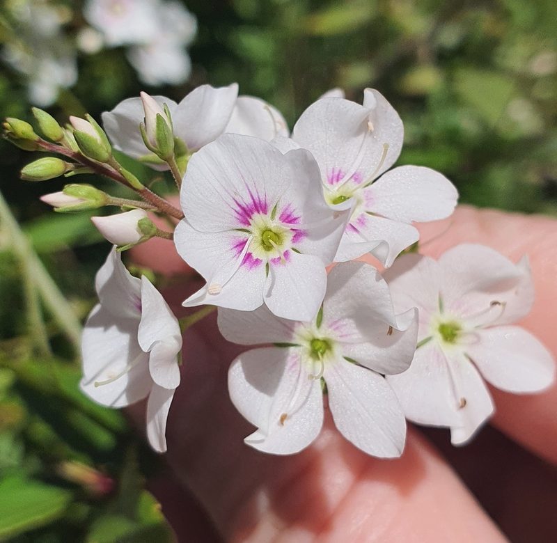 Veronica catarractae, photographed by Katie Jenkins