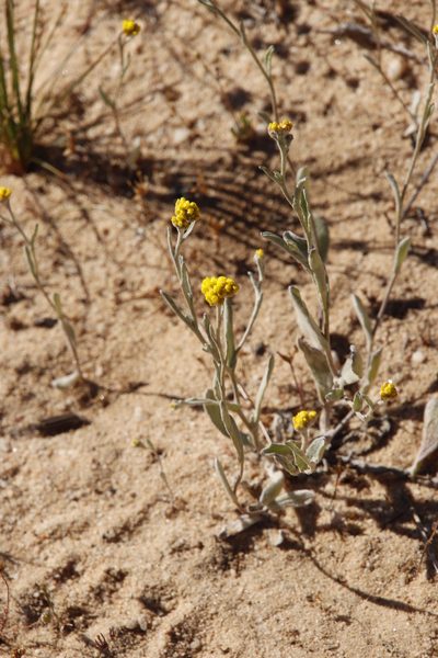 Helichrysum moeserianum, photographed by Tony Rebelo