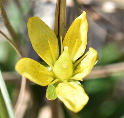 Saxifraga hirculus, photographed by Eric Lamb