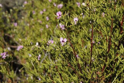 Pelargonium scabrum, photographed by Tony Rebelo