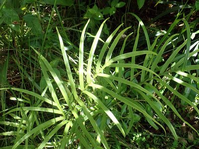 Pteris cretica, photographed by Peter de Lange