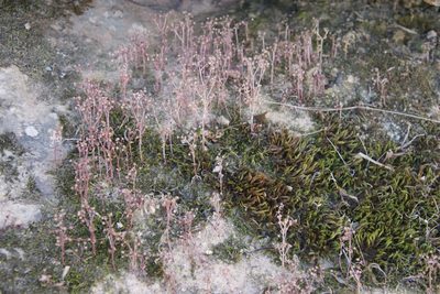 Bartramia breutelii, photographed by Tony Rebelo
