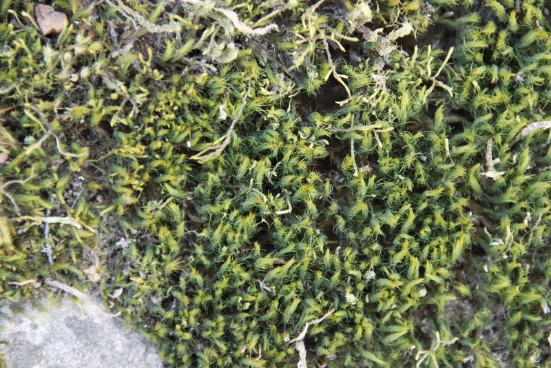 Bartramia breutelii, photographed by Tony Rebelo