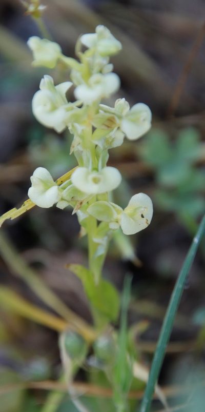 Pterygodium schelpei, photographed by Tony Rebelo