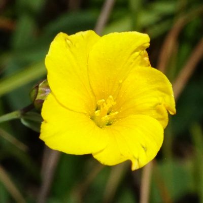 Linum maritimum, photographed by Patrick Hacker