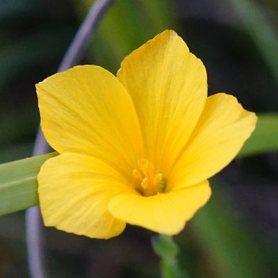 Linum maritimum, photographed by Patrick Hacker