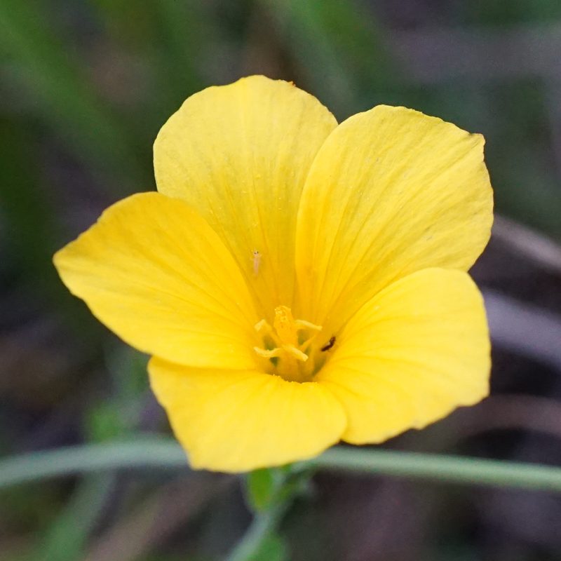 Linum maritimum, photographed by Patrick Hacker
