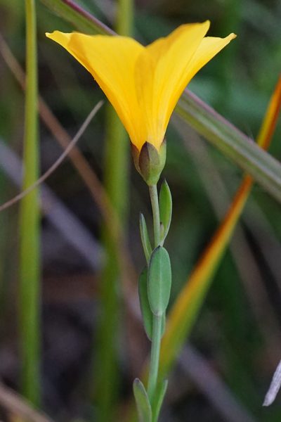 Linum maritimum, photographed by Patrick Hacker