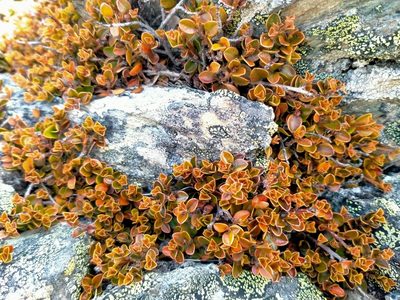 Myrsine nummularia, photographed by John Barkla