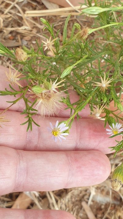 Vittadinia blackii, photographed by Rosalie Lawrence