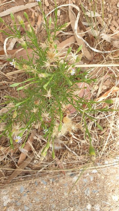 Vittadinia blackii, photographed by Rosalie Lawrence