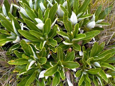 Celmisia densiflora, photographed by John Barkla