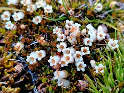 Gaultheria parvula, photographed by John Barkla