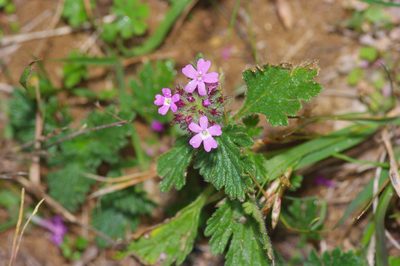 Verbena pumila, photographed by Michelle W. （鍾偉瑋）