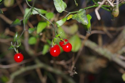 Solanum triquetrum, photographed by Michelle W. （鍾偉瑋）