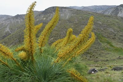 Aciphylla glaucescens, photographed by Max Tweddell