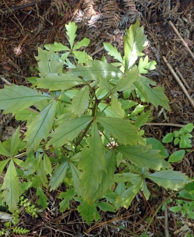 Pseudopanax discolor, photographed by Peter de Lange