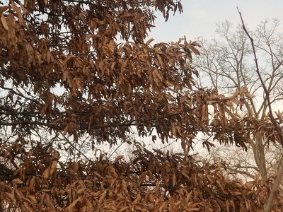 Quercus imbricaria, photographed by Kaden Slone