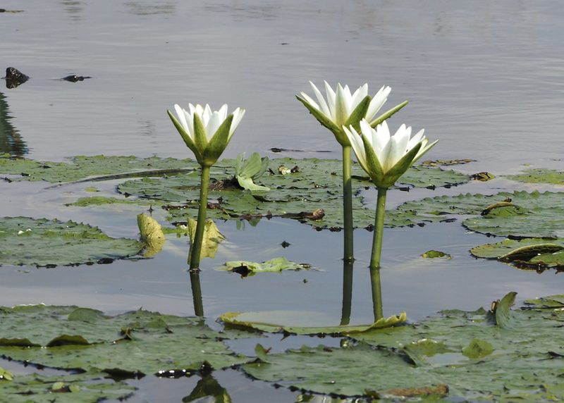 Nymphaea pulchella, photographed by John G. Phillips