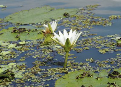 Nymphaea pulchella, photographed by John G. Phillips