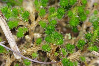 Selaginella peruviana, photographed by Michelle W. （鍾偉瑋）