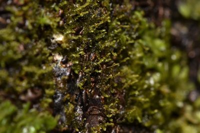 Frullania bolanderi, photographed by Braden J. Judson