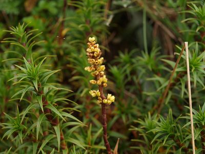 Dracophyllum continentis, photographed by ianrainbow