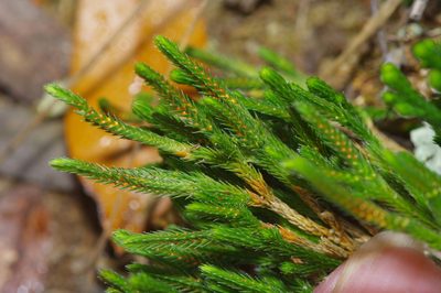Selaginella corallina, photographed by Michelle W. （鍾偉瑋）