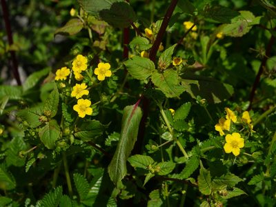 Argentina lineata, photographed by Dinesh Valke
