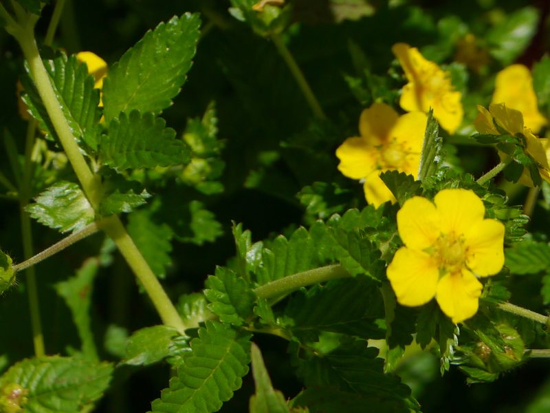 Argentina lineata, photographed by Dinesh Valke