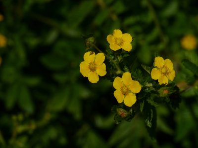 Argentina lineata, photographed by Dinesh Valke