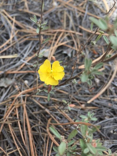 Crocanthemum glomeratum, photographed by Oscar C. González Martínez