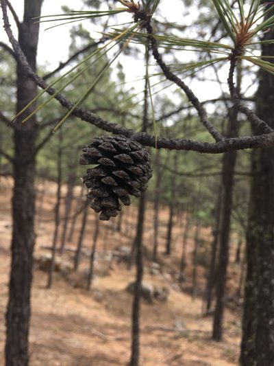 Pinus leiophylla, photographed by Oscar C. González Martínez