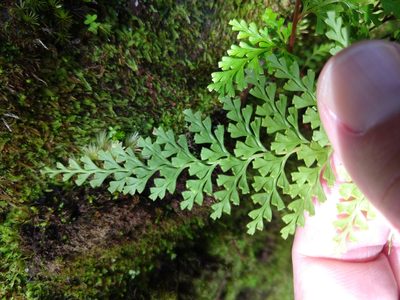 Odontosoria chinensis, photographed by rockybajada