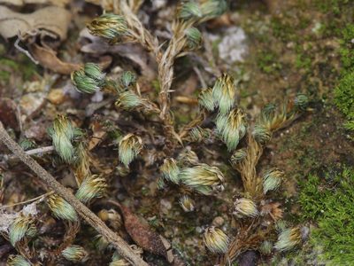 Selaginella peruviana, photographed by Michelle W. （鍾偉瑋）