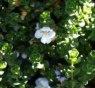 Prostanthera cuneata, photographed by ianrainbow