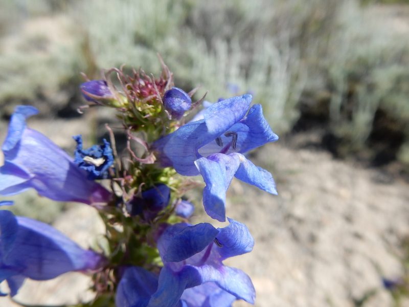 Penstemon lemhiensis, photographed by Matt Lavin