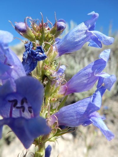 Penstemon lemhiensis, photographed by Matt Lavin