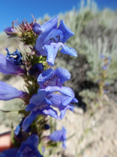 Penstemon lemhiensis, photographed by Matt Lavin
