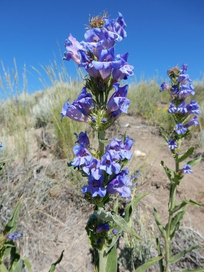 Penstemon lemhiensis, photographed by Matt Lavin